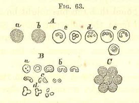Virchow Cells