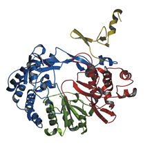 Crystal structure of BVDV polymerase. The N-terminal, fingers, palm, and the thumb domain are shown in yellow, blue, green, and red, respectively.