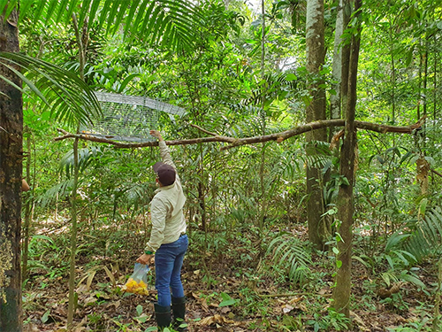 Setting monkey traps in the Darien Peninsula-Panama_sm