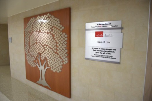 The Tree of Life is displayed on the ground floor of the John Sealy Hospital