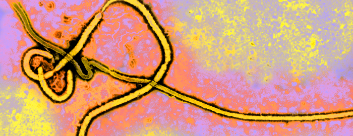 Post-exposure antibody treatment protects those recently vaccinated against Ebola