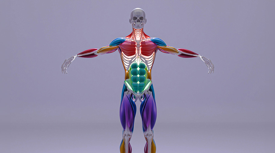3D rendering of human anatomy showing colorful muscle groups.