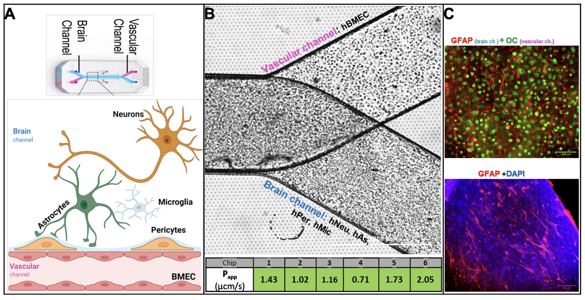 Brain on a Chip Model