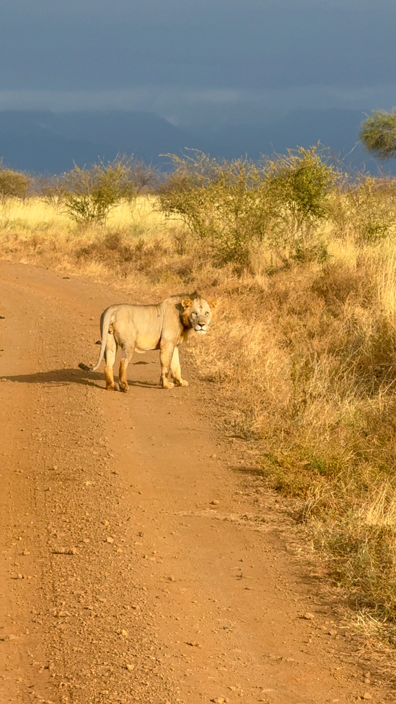 Lion standing in the dirt road in Kenya