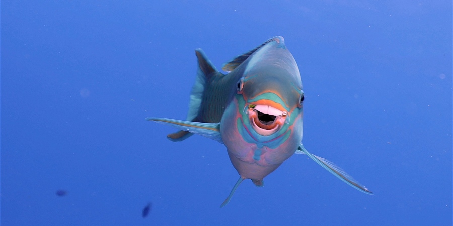 Photo of smiling fish