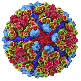 Chikungunya virus illustration