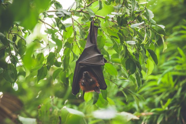 hanging-bat-medium