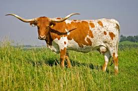 Photo of a Texas Longhorn