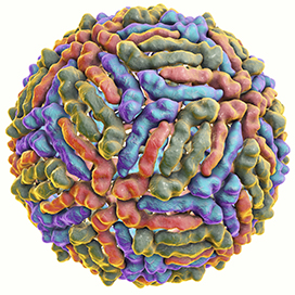 West Nile virus illustration
