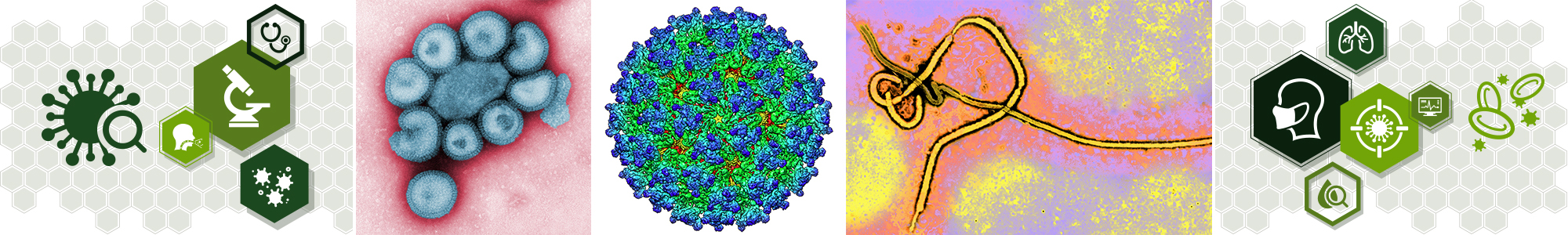 Images of Viruses and Bacteria