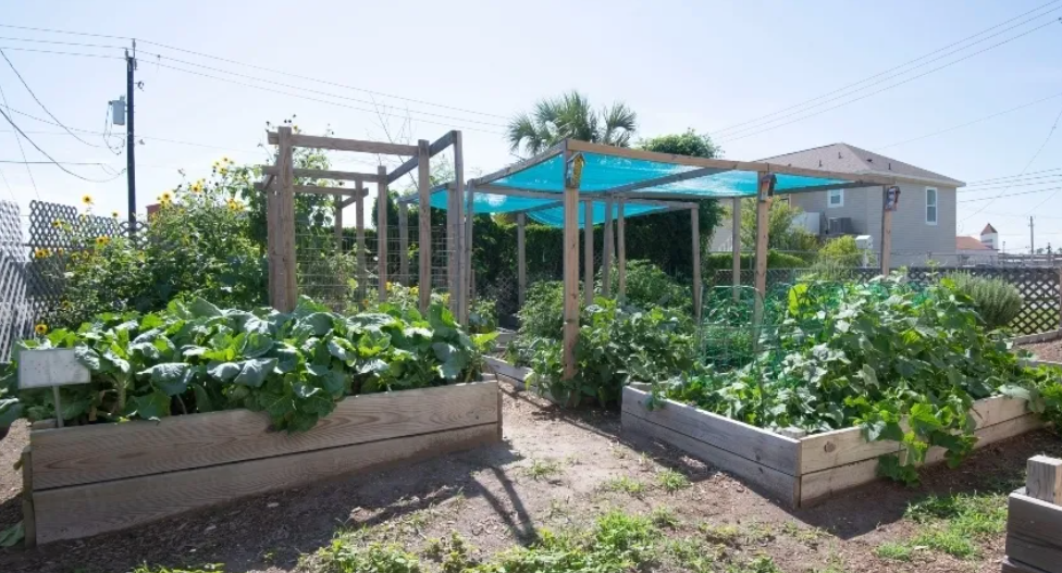 Picture of the garden beds at St. Vincent's