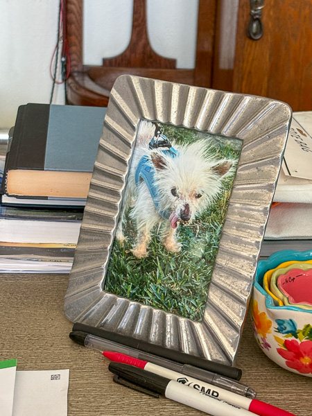 Framed tabletop photo of a small, elderly, shaggy white dog–Bets Anderson’s pet. 