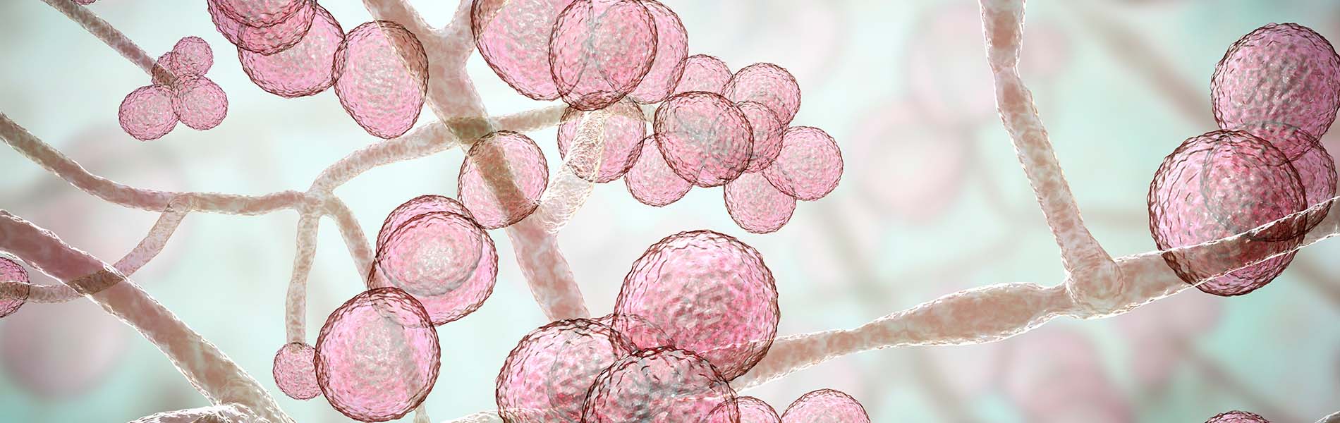 microscopic Candida auris