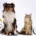 animals