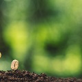 Plants sprouting from the earth
