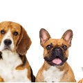 Dogs and Cats