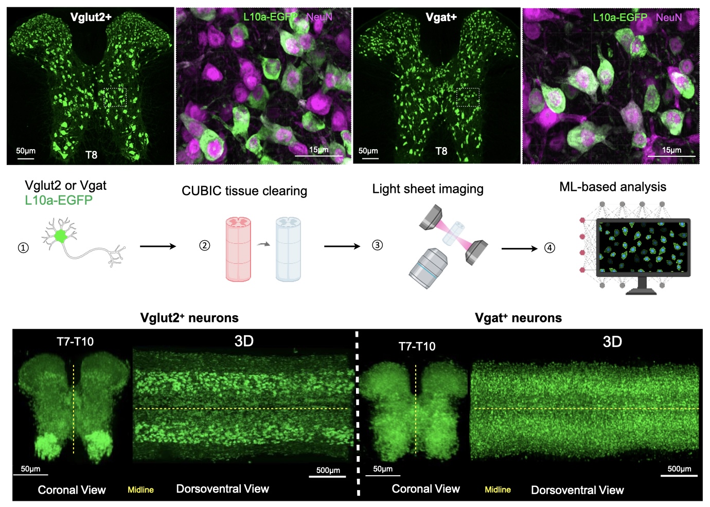 neuronal marker expression Fluorescent microscopy images show Vglut2+ and Vgat+ neurons with L10a‑EGFP and NeuN labeling in spinal cord tissue at T8.