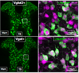 Fluorescent microscopy images show Vglut2+ and Vgat+ neurons with L10a‑EGFP and NeuN labeling in spinal cord tissue at T8.