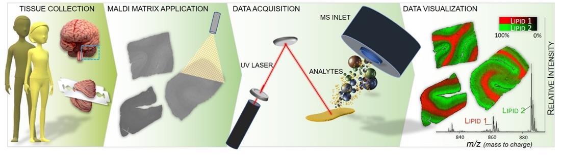Schematic of Matrix-Assisted Laser Desorption Ionization Mass Spectrometry Imaging (MALDI-MSI)