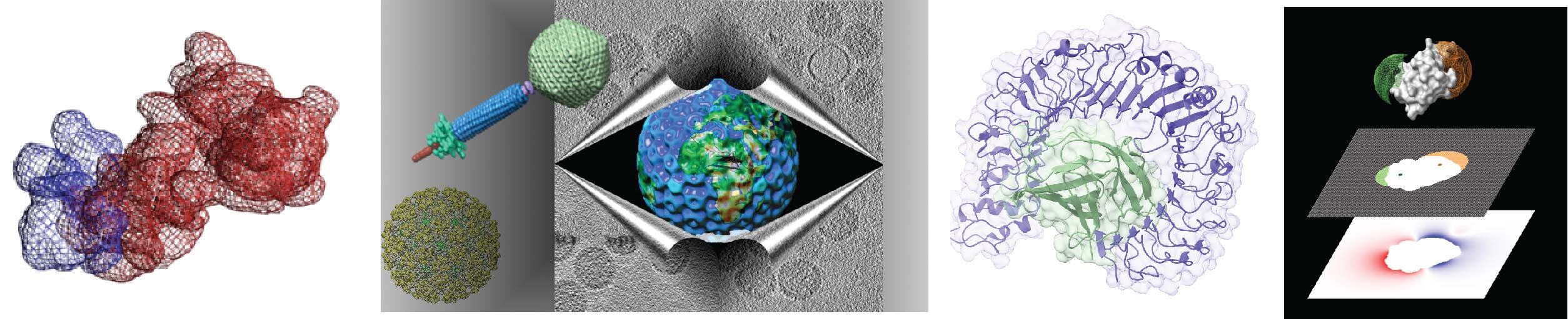 A multi-panel scientific image showing electrostatic surface mapping, viral structures, cryo-electron microscopy visualization, protein complexes, and computational modeling of molecular interactions.