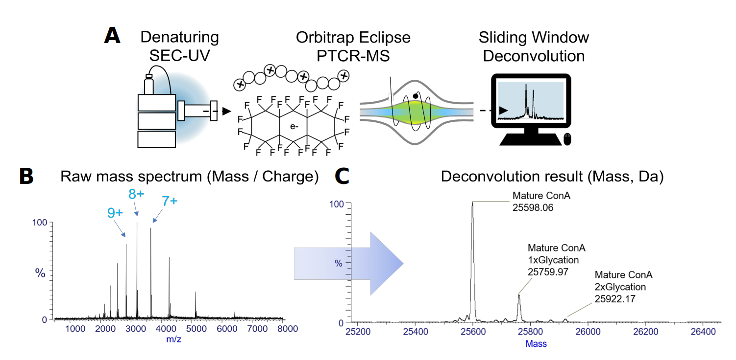 Multi-panel figure showing denaturing SEC-UV, Orbitrap Eclipse PTCR-MS, sliding window deconvolution, raw mass spectrum with charge states, and final deconvoluted mass results.