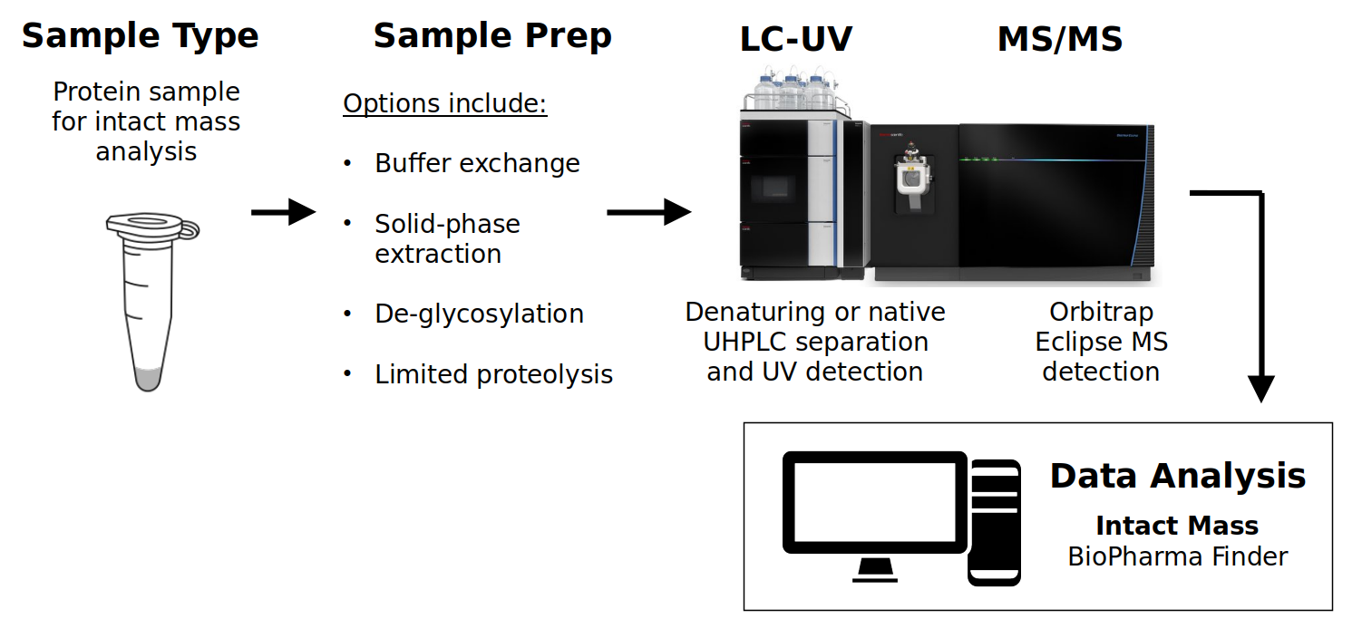 Diagram showing intact protein mass analysis workflow, including sample preparation, LC-UV separation, MS/MS detection using Orbitrap, and final data analysis.