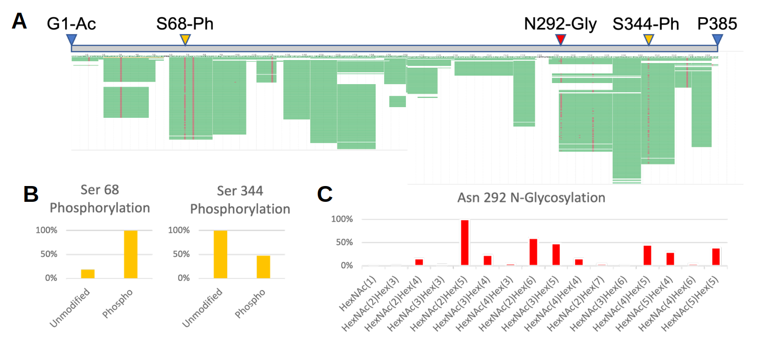 Multi-panel figure showing sequence coverage of a monoclonal antibody with annotated modification sites, phosphorylation levels at two serine residues, and glycosylation distribution at asparagine 292.