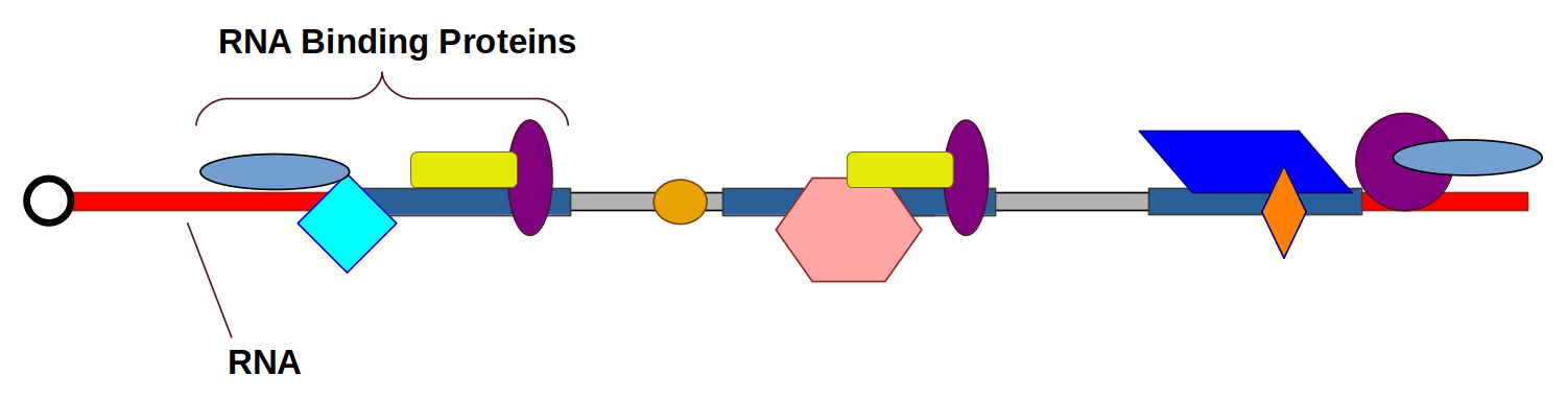 Diagram of an RNA strand with multiple differently shaped proteins bound along it, representing RNA-binding proteins interacting with RNA.