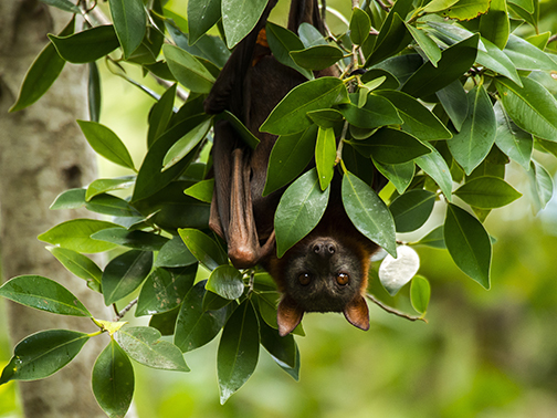 Picture of a bat hanging upside down in a tree