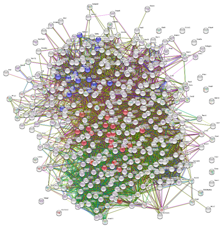 Protein_homeostasis Diagram of Protein Homeostatis