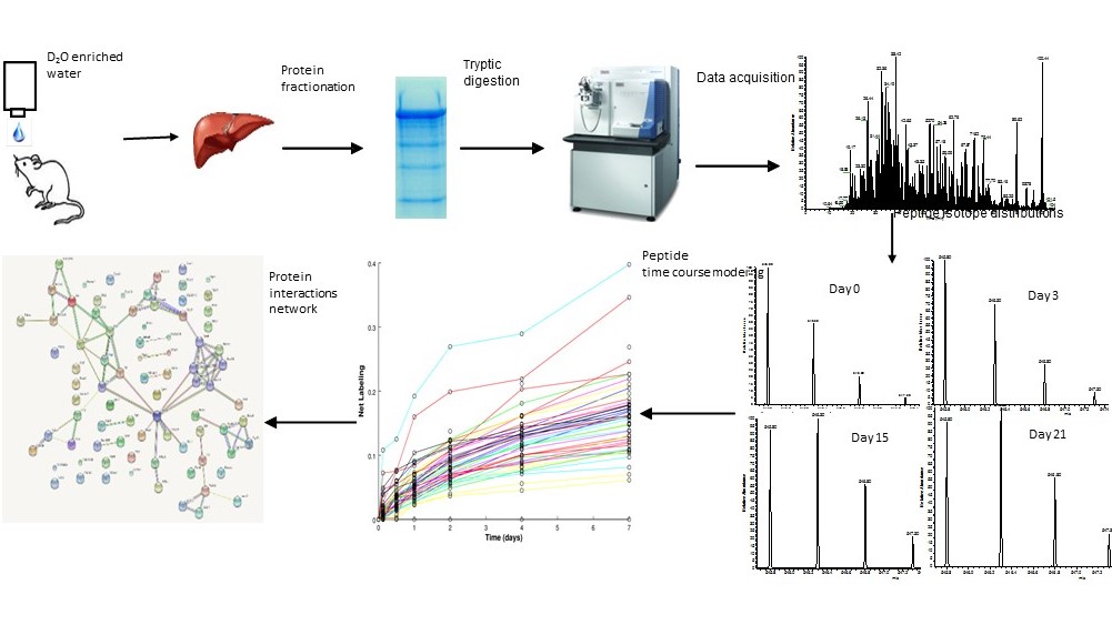Proteome_Dynamics Proteome Dynamics and heavy water diagram