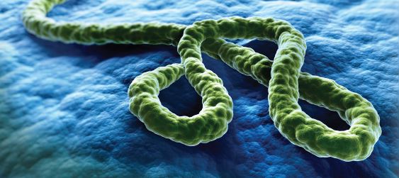image of ebola virus 