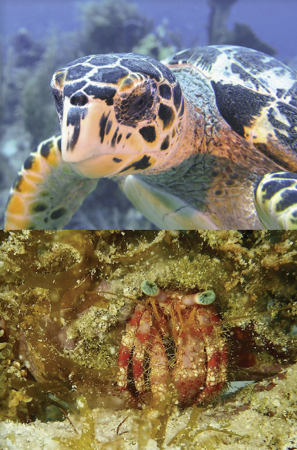 underwater image of a turtle and crab 