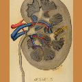 Keiller drawing, kidney