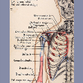 Keiller drawing, skeletal muscle