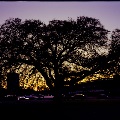 Silhouette of tree at dusk