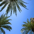 Upward shot of palm trees in front of Ashbel Smith Building