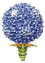 Virus structure and assembly