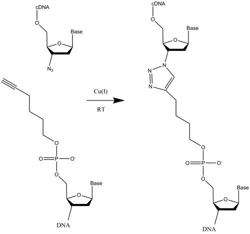 “ClickSeq: ‘Click-ligation’ of alkyne modified adaptors to azido-terminated cDNAs”