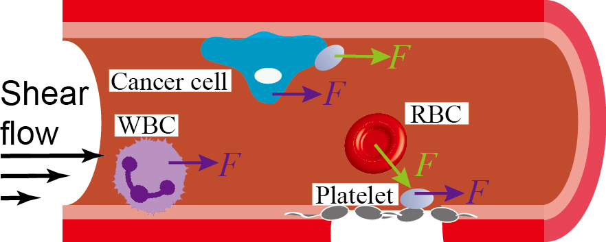 Chen-homepage-small Receptor-mediated cell mechanosensing