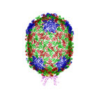 Pseudo-atomic structure of bacteriophage f29 determined using a combination of cryo-EM and X-ray crystallography.