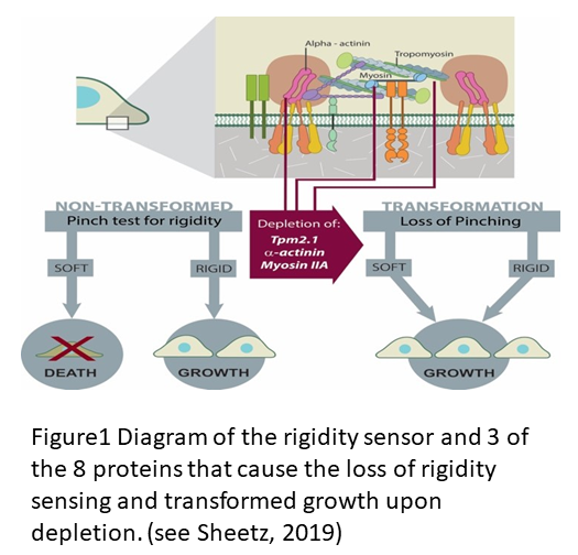 Diagram of the process of rigidity sensing