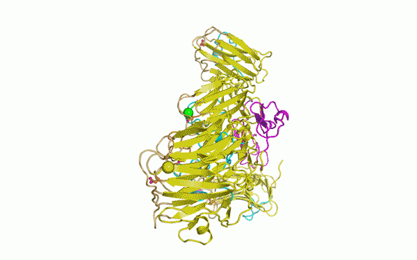 The structure of the extracellular domain of neurexin 1α, a synaptic organizer implicated in autism spectrum disorder, schizophrenia, and mental retardation determined to a resolution of 2.65 in our laboratory.