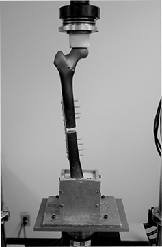 adj_Research-LabHistoryMTSFemur