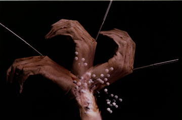 adj_Research-LabHistoryPassiveROM