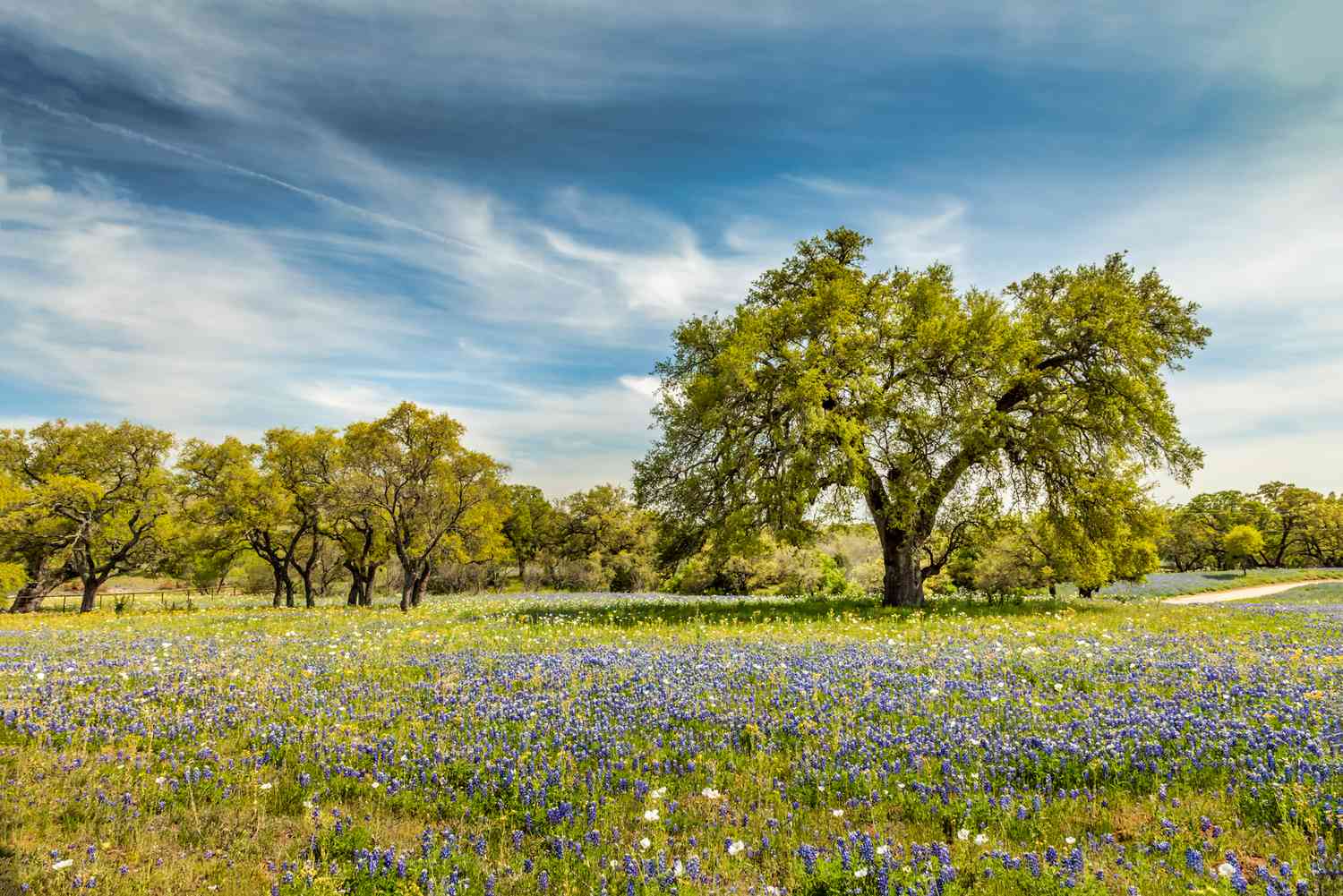 Texas Landscape