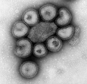 Influenza A-HK-1-68_H3N2_FAM_2_greyscale_thumb