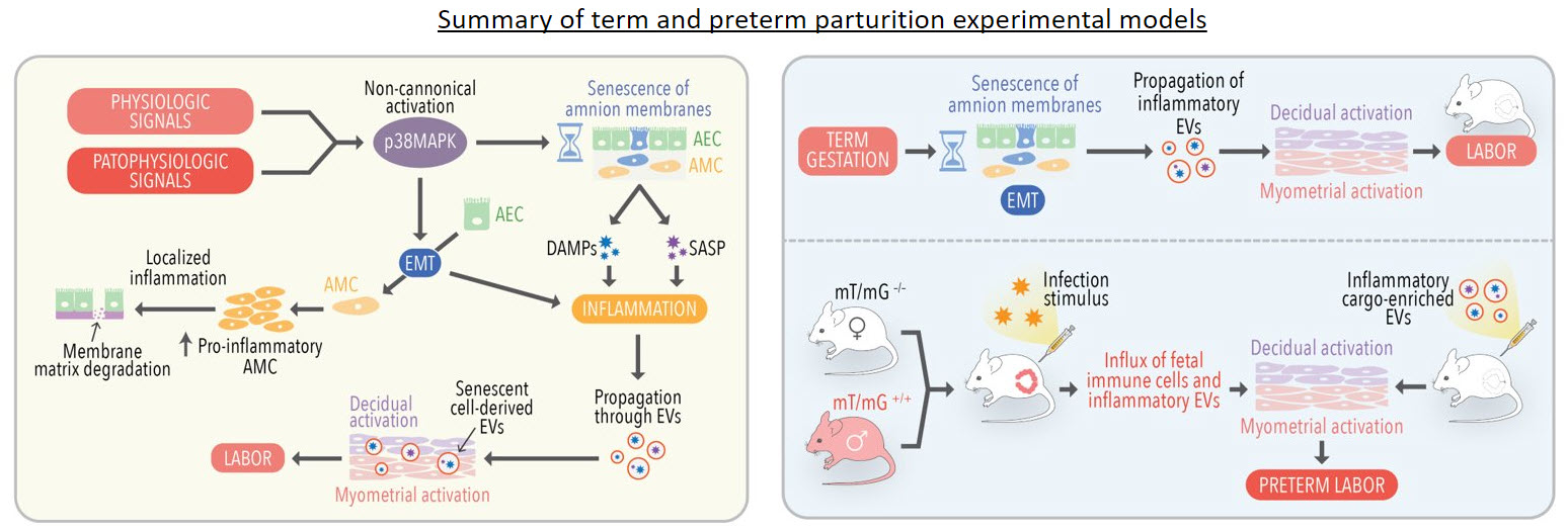 Diagram summarizing biological pathways leading to term and preterm labor, showing signaling pathways, inflammation, extracellular vesicles, and mouse models.