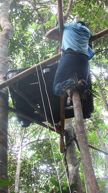 sm_finishing construction of monkey sampling platform at 10 meter -CIGS