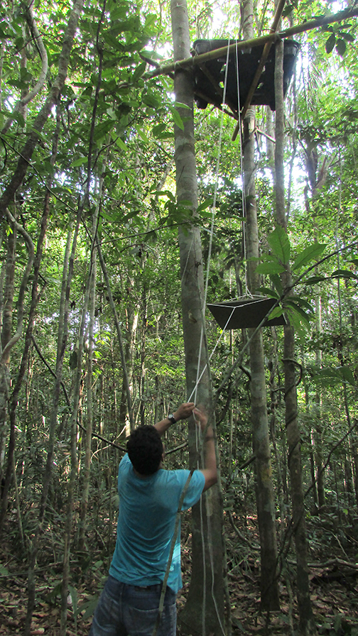 sm_Lifting food tray to the sampling platform for the monkeys  copy